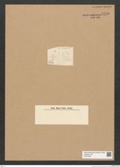 Diatomeae indet. Zeichnungen Sammlung Grunow Nr. 6256 (NHMW-BOT-W0374854)